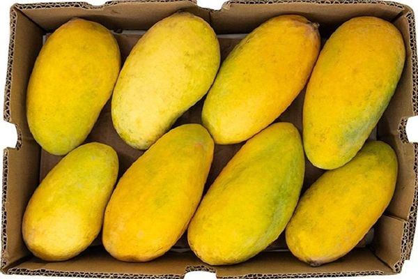 Pakistani Mango (Chaunca) Large Box - 2.60 kg
